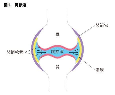 図2 関節駅