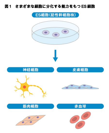 図1 さまざまな細胞に分化する能力を持つES細胞