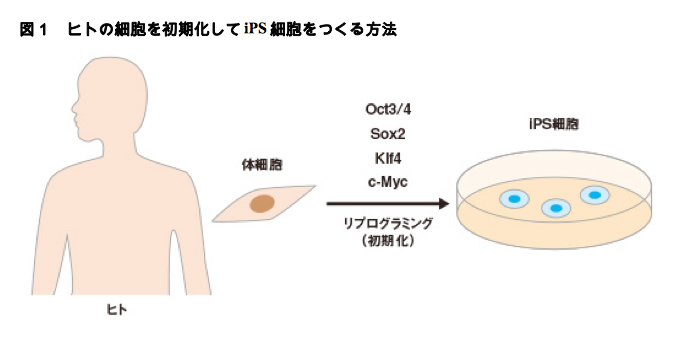 図1 ヒトの細胞を初期化してiPS細胞をつく方法