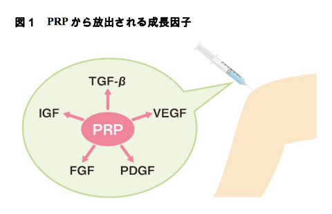 図1 PRPから放出される成長因子