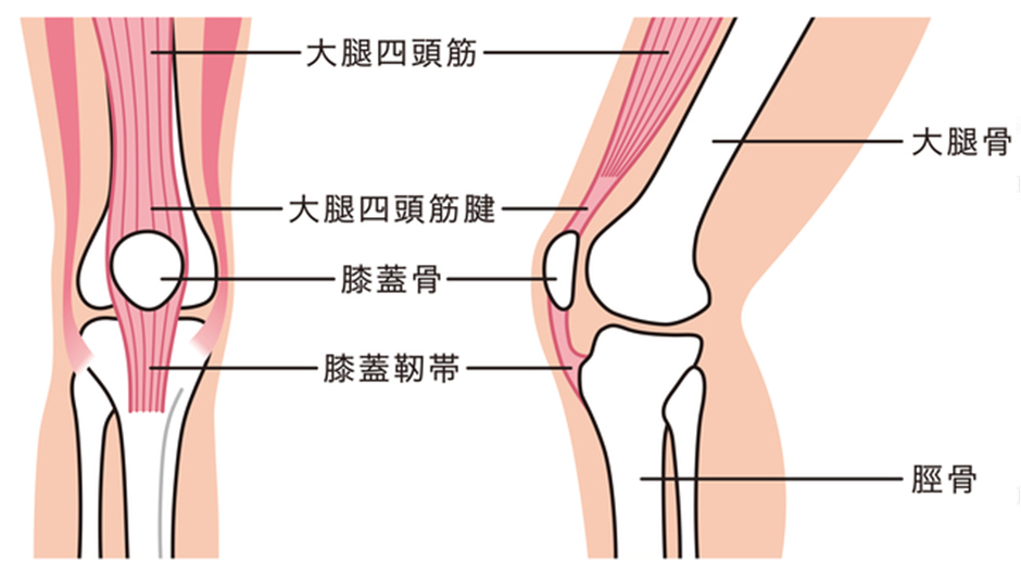 膝関節の仕組み