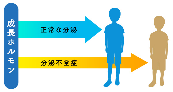 成長ホルモン分泌による成長の違い