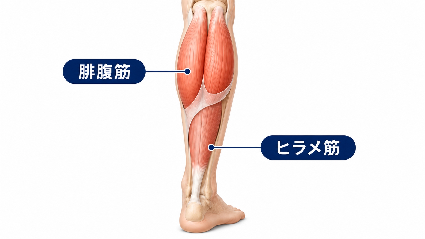 ふくらはぎの筋肉構造