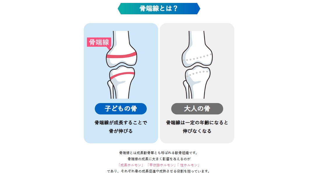 骨端線と成長ホルモンによって子どもの身長が伸びる仕組み